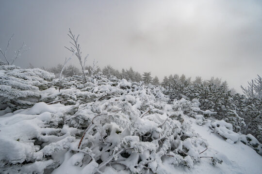 View of the snow-covered slopes of Salatin mountain with frosted pine trees and thick winter fog in Liptovska Stiavnica, Zilinsky kraj, Slovakia.