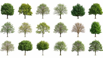 Fototapeta premium Diverse collection of trees with various shapes, textures, and colors, showcasing the beauty and diversity of nature