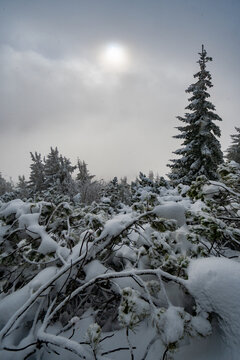 View of the snow-covered slopes of Salatin mountain with pine trees under a cloudy winter sky in Liptovska Stiavnica, Zilinsky kraj, Slovakia.