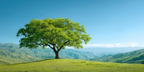 Fototapeta premium The tree standing alone on a sunlit hill overlooking rolling green valleys