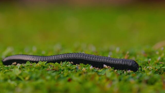 Dark millipede crawls across vibrant green grass. Focus sharp on creature's segmented body. Background softly blurred, enhancing detail. Natural, quiet movement in outdoor setting