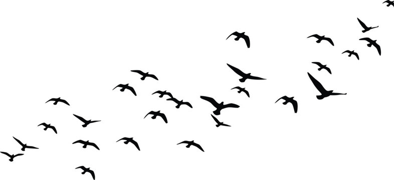 Flock of flying birds silhouettes isolated on white background