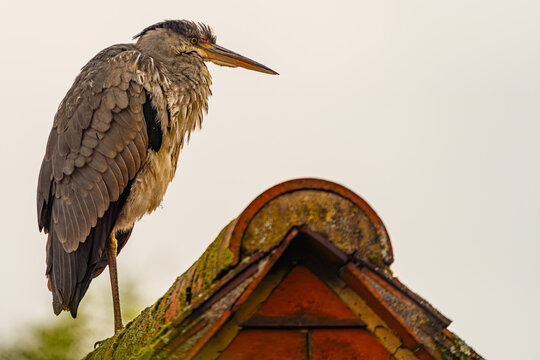 Grey Heron on a roof res of 6504 x 4336