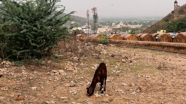 A black goat lies down and looks at the camera	