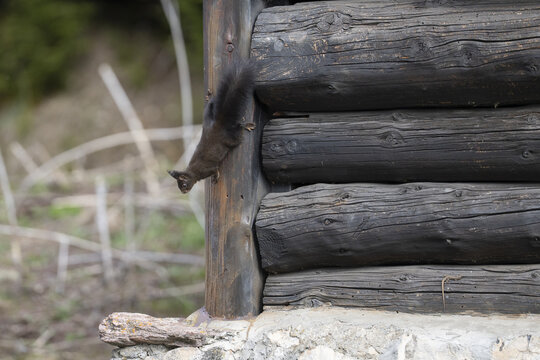 View of a dark squirrel climbing down the side of a rustic log cabin with weathered wooden beams in Vouvry, Valais, Switzerland.