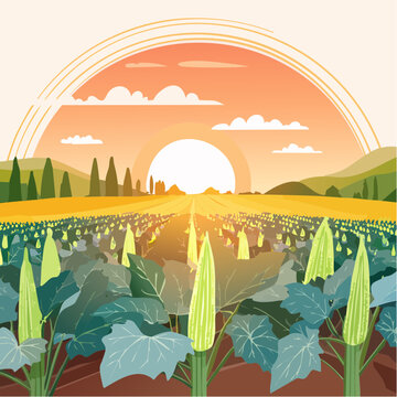 Okra-Ernte auf einem Bauernfeld bei Sonnenuntergang
