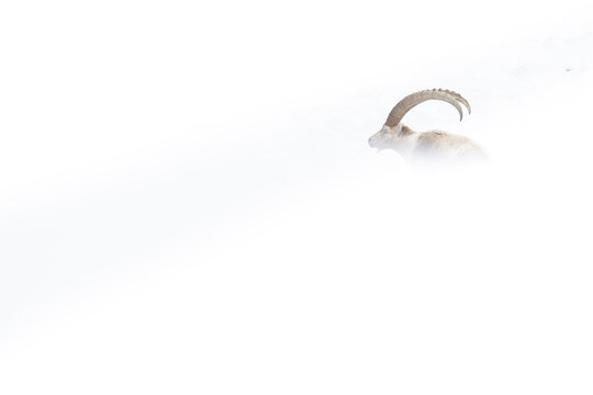 View of an Alpine Ibex with large curved horns standing in a dense white fog on the slopes of Le Grammont Vouvry, Valais, Switzerland.
