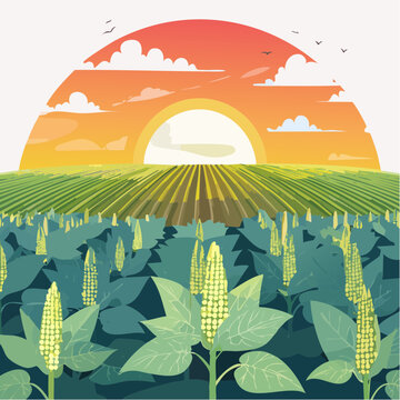 Okra-Ernte auf einem Bauernfeld bei Sonnenuntergang