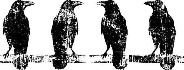 Obraz premium four grunge ravens perched on a barbed wire fence silhouette illustration