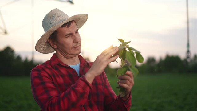 A farmer touches a soybean sprout in a field. Agronomist agronomy farm concept. Farmer working on sowing soybeans in a field. Farmer working on sprouting soybeans lifestyle in a field.