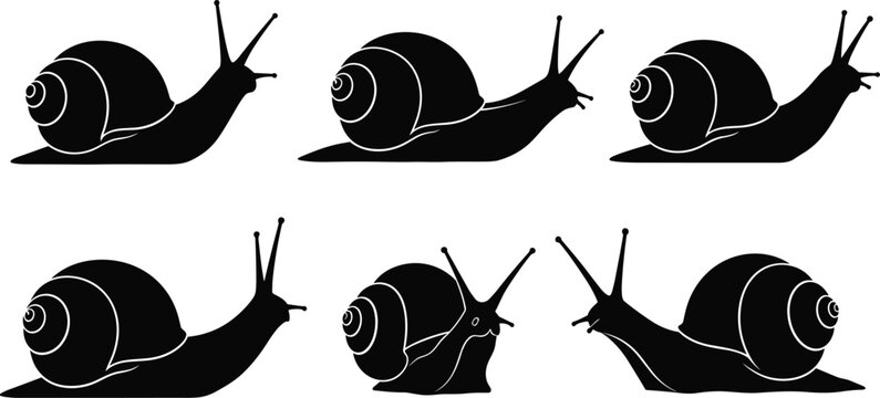 Snail silhouette illustration, black snail icon, coiled shell vector, stylized snail drawing, minimal snail graphic, animal symbol, slow movement design