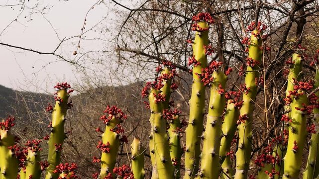 Euphorbia caducifolia tree from flat angle