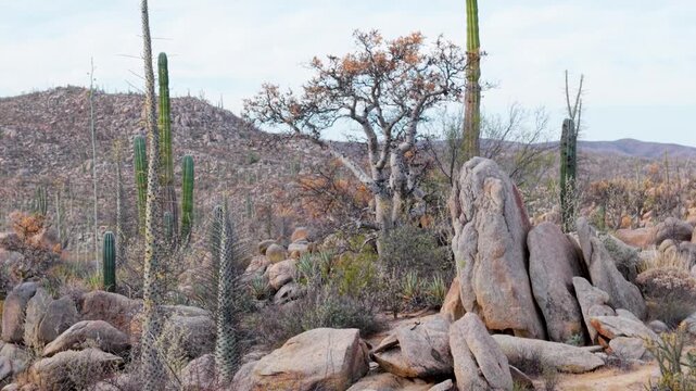 Watch the sunrise light up the desert oasis at Catavina, showcasing unique plants like cirios, cordon, and blue palms in Baja California.