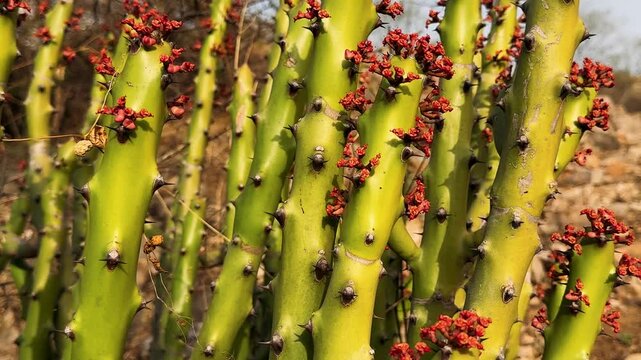 Euphorbia caducifolia tree from flat angle