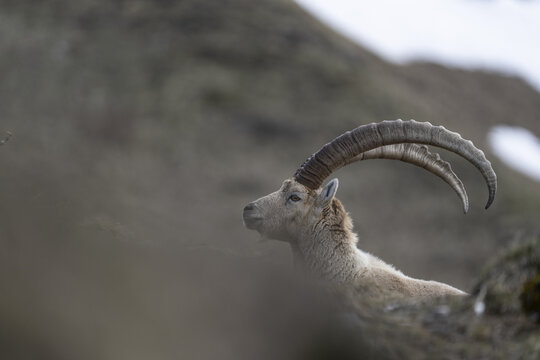 View of an Alpine ibex with large curved horns resting on the rocky slopes of Le Grammont mountain Vouvry, Valais, Switzerland.