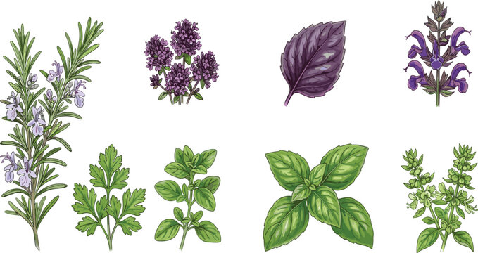 Fresh Culinary Herbs Collection &mdash; Rosemary, Thyme, Parsley, Oregano, Purple Basil, Sweet Basil and Sage Detailed Botanical Illustration