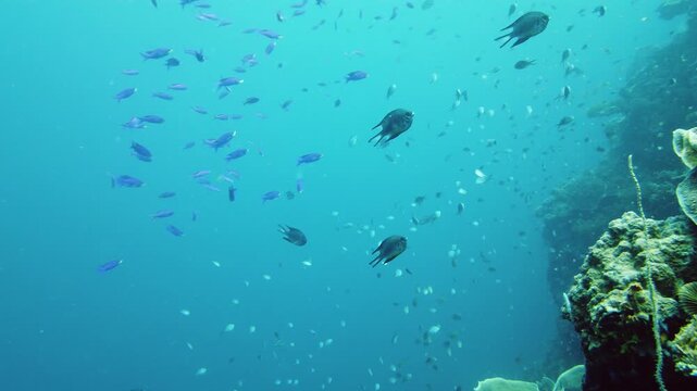 The underwater world of coral reef with fishes at diving. Coral garden under water. Leyte, Philippines.