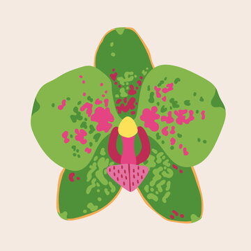 Beautiful Orchid flower. Exotic floral bloom. Colorful blossom. Unique trendy style. Hand drawn Vector illustration. Isolated design element. Print, collage, logo, icon, sticker, print template