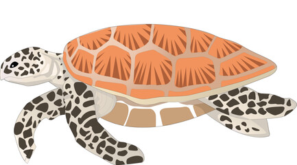 Detailed sea turtle vector illustration isolated on white background.eps © FATEMANUR