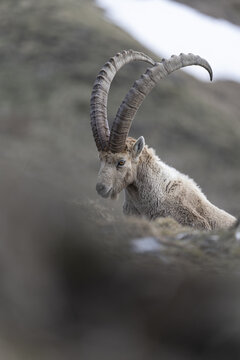 View of an Alpine Ibex with large curved horns resting on the rocky slopes of Le Grammont mountain Vouvry, Valais, Switzerland.