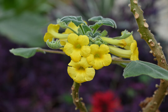 yellow flowers of Uncarina grandidieri blossom in the garden