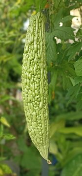 Fresh green bitter melon hanging on vine, organic vegetable in garden