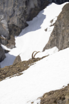 View of the horns of an Alpine Ibex on the snowy slopes of Le Grammont mountain with rocky cliffs in the background Vouvry, Valais, Switzerland.
