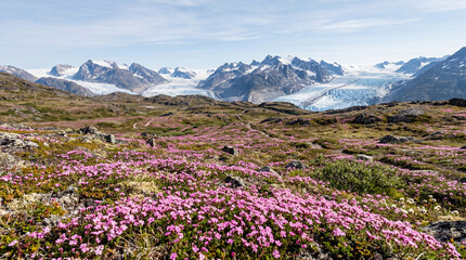 Fototapeta premium Pink Moss Campion Tundra Wildflowers Creating Dreamlike Arctic Meadow Landscape For Botanical Wall Art