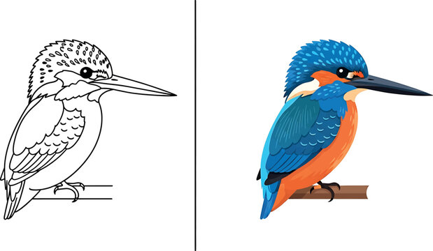 Common kingfisher illustration set line art and full color vector graphics