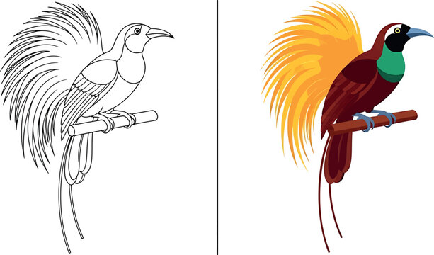 Bird of paradise illustration set color and black and white versions for design projects