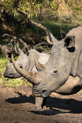 a female white rhino and her calf in south africa  © TatijanaIvana