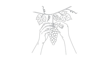 Fototapeta premium Hands holding a bunch of grapes.