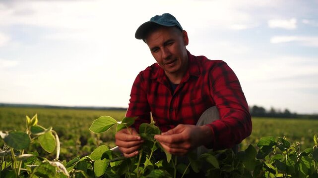 Male farmer working in soybean field. Agriculture worker food concept. Farmer studying soybeans at the plant. Farmer and man workimg studying soybeans in a lifestyle field.