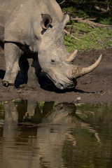 a female white rhino drinking from a waterhole in her natural habitat in africa  © TatijanaIvana