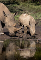 a female white rhino and her calf in their natural habitat © TatijanaIvana
