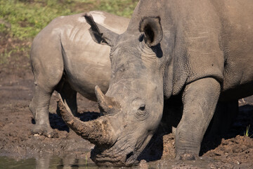 a female white rhino in her natural habitat in Africa © TatijanaIvana