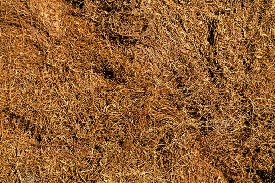 Background texture of tobacco finely chopped cooked processed product. Close-up of tobacco for rolling cigarettes. Place for text or background. Copy paste space for your brand, product and packaging