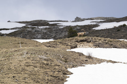 View of an Alpine ibex standing on a rocky ridge with patches of melting snow under a cloudy sky on the slopes of Le Grammont near Vouvry, Valais, Switzerland.