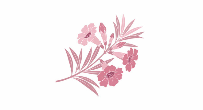 Delicate pink oleander flowers and buds on a white background