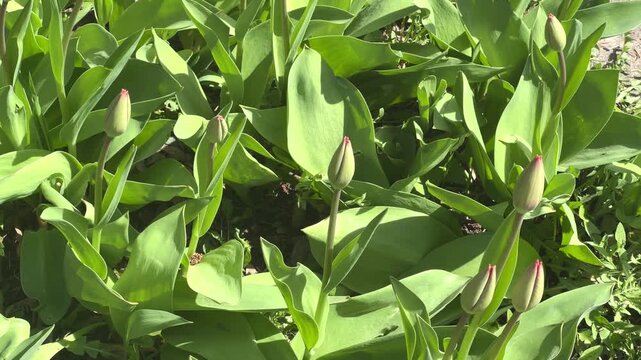 Tulips growing in a garden during spring with green leaves and flower buds around