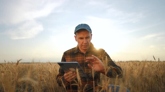 Agriculture. Farmer working with a tablet on wheat. Farm agriculture field concept. A male farmer is studying the wheat. Male farmer working on a tablet while studying wheat lifestyle.