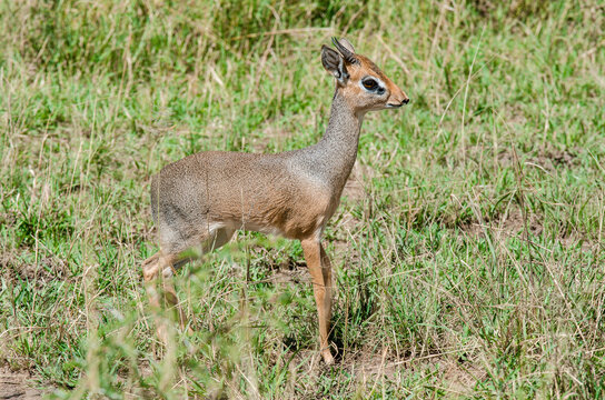 Dik dik de Kirk