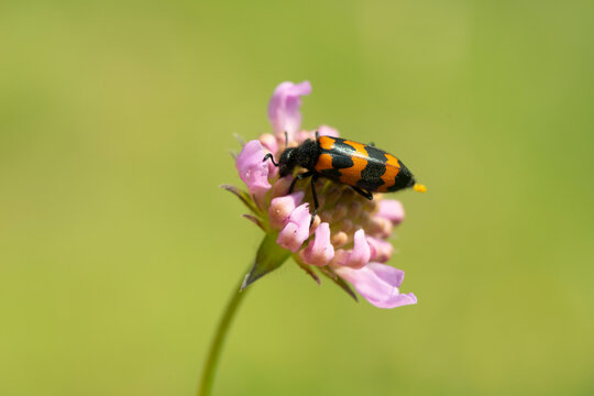 Clairon des abeilles