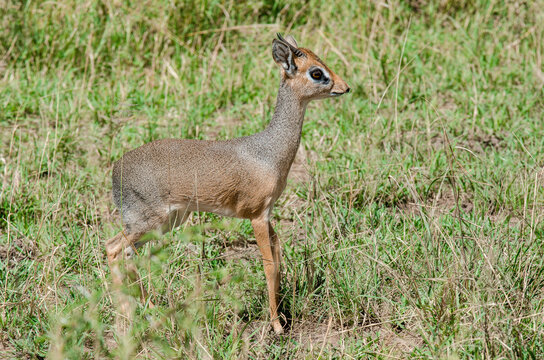 Dik dik de Kirk