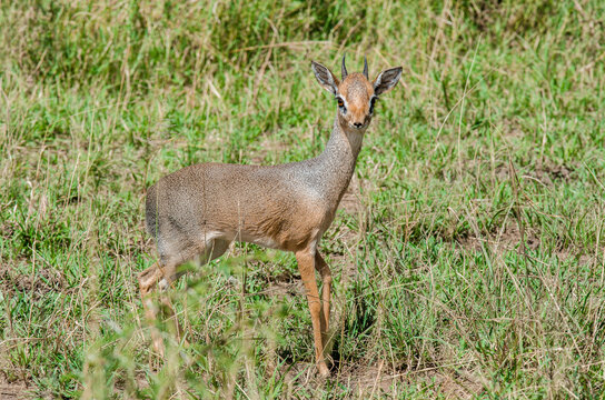 Dik dik de Kirk