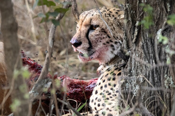 a female cheetah with her impala kill in her natural habitat © TatijanaIvana