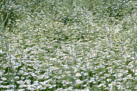 Wild Matricaria chamomilla flowers blooming in a summer field with green Brassica napus seed pods. Natural herbal background, meadow flora, organic agriculture environment, daylight, close-up.