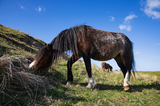 Welsh Ponies Grazing near Newborough