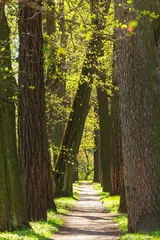 Fototapeten Waldweg City park alley in spring. Clear sunny day.  © lizavetta