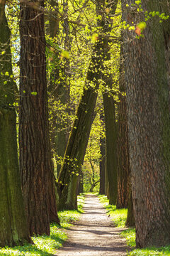 City park alley in spring. Clear sunny day.